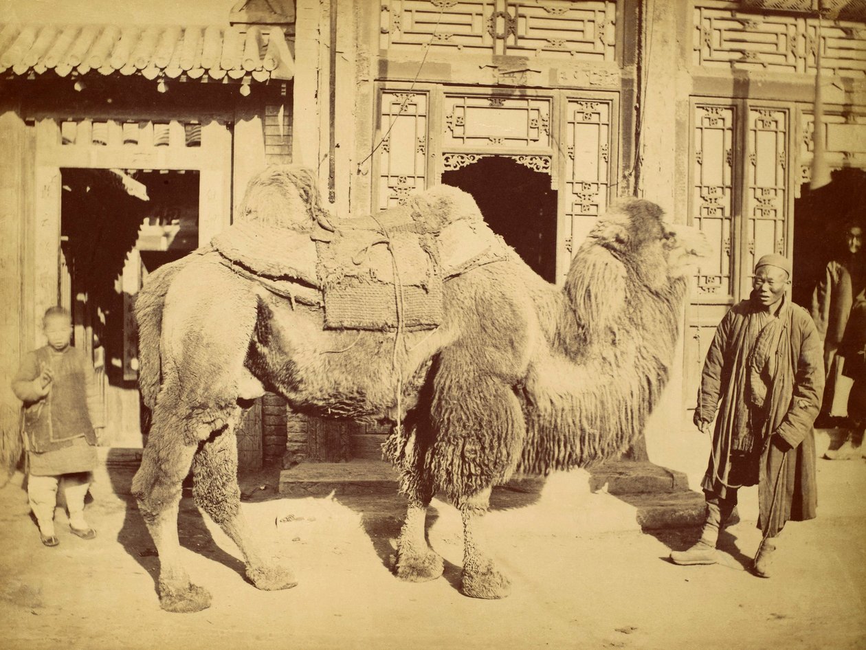 جمل بكتري مع معالج ، c.1860 (حفر ضوئي) بواسطة فيليس بيتو