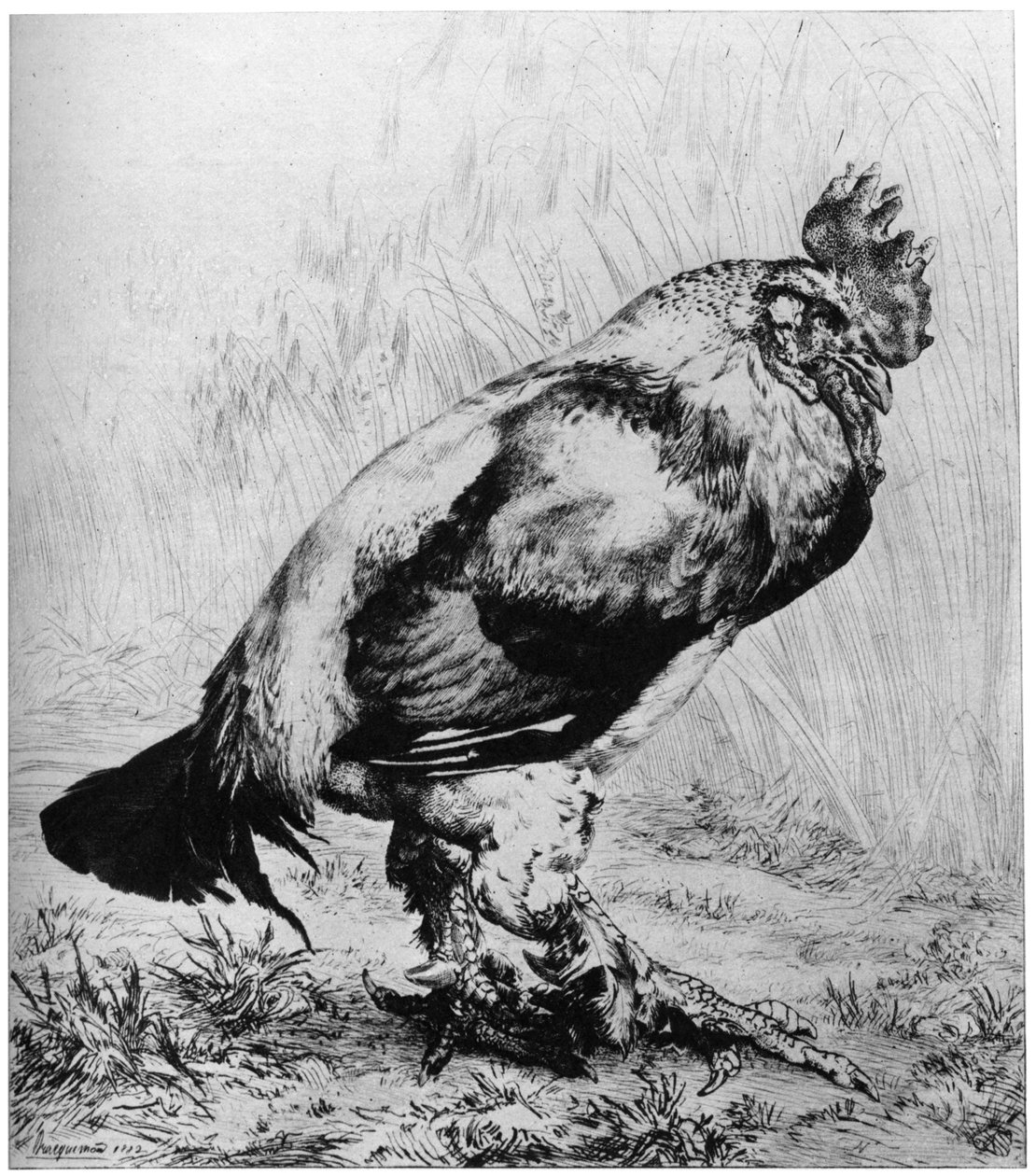 لا كوك ، c1850-1910 ، 1924. بواسطة فيليكس براكيموند