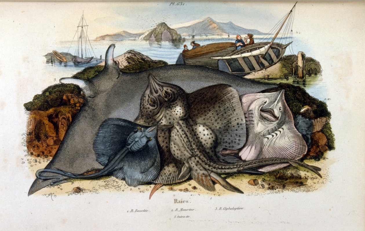 رسم توضيحي لأسماك مانتا راي. (chromolithograph من القاموس الرائع للتاريخ الطبيعي والظواهر الطبيعية بواسطة Felix-Edouard Guerin بواسطة فيليكس إدوارد غيران