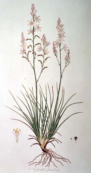 Asphodelus Fistulosus ، من فلورا Graeca Sibthorpiana ، بقلم جون سيبثورب (1758-96) 1806-40 بواسطة فرديناند باور