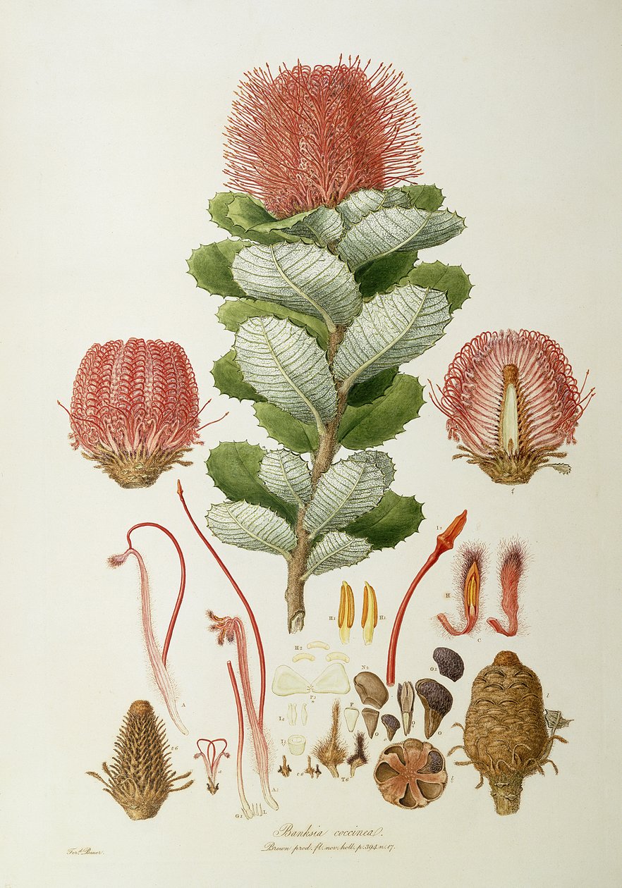 Banksia coccinea ، من Illustration Novaie Flora Holland ، تم نشره عام 1813 بواسطة فرديناند باور