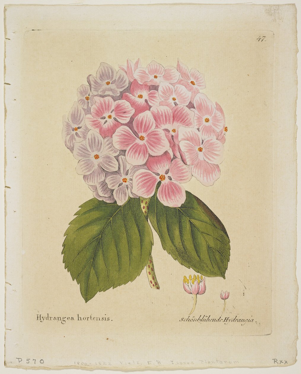 Schonbluhende Hydrang ، من الأيقونات Planta Medica تجربة الوصف الاقتصادي التكنولوجي مع عوائدها ، 1804 (النقش اليدوي) بواسطة فرديناند بيرنهارد فيتز