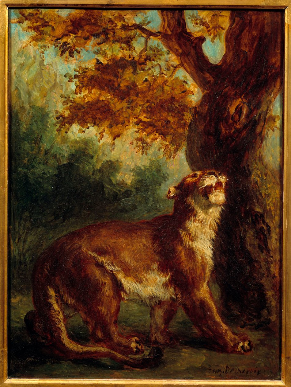 الكوغار يقول أيضًا لبؤة بالمرصاد للفريسة. لوحة ليوجين ديلاكروا (1798-1863) بواسطة فرديناند فيكتور يوجين ديلاكروا