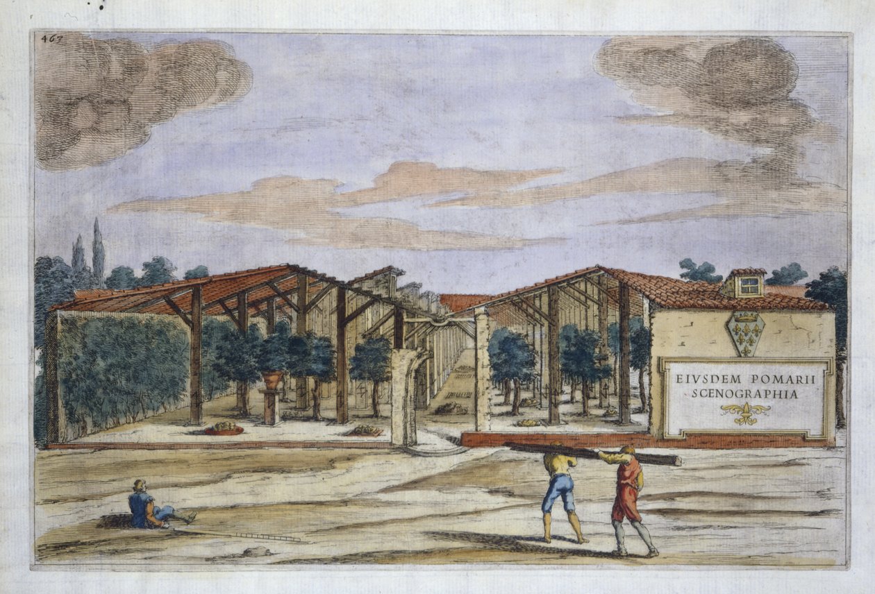 بستان مغطى ، من Hesperides بقلم جيوفاني باتيستا فيراري ، منقوش بواسطة Camillo Congio (fl.1630) ، نشر 1646 (نقش ملون باليد) بواسطة فيليبو بعد غالياردي