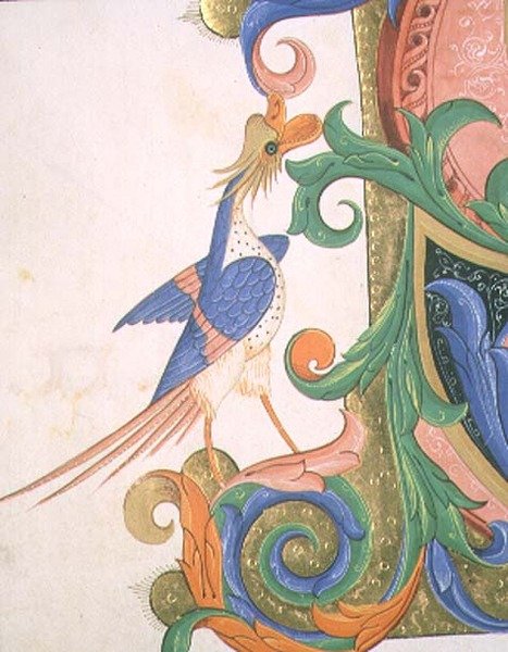 Missal 515 f.20v طائر خيالي ، تفاصيل زخرفة حرف أولي مؤرخ من كتاب جوقة تم تنفيذه قبل 1449 (ورق) بواسطة Filippo di Matteo Torelli