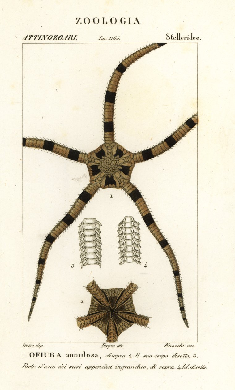 شوكيات الجلد النجمية الهشة ، Ophiomastix annulosa ، Ophiura annulosa بواسطة Finocchi Finocchi