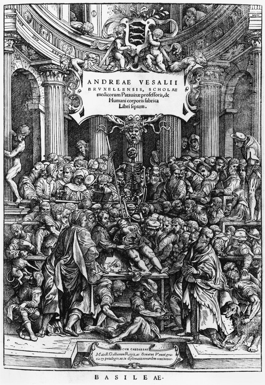 درس تشريح أندرياس فيزاليوس (1514-64) في كلية الطب في بروكسل ، صورة من De Humani Corporis Fabrica ، نُشرت في بازل ، 1555 (انظر أيضًا 466697) بواسطة المدرسة الفلمنكية