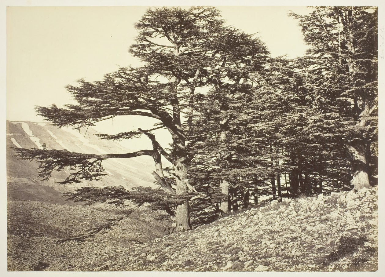 أرز لبنان ، ج. 1870. بواسطة فيليكس بونفيس