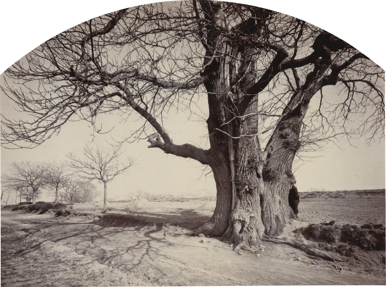 Grand Châtaignier au Bord d'un Chemin شجرة كستناء كبيرة على جانب الطريق ، 1875-1880. بواسطة فيليكس ثيولير
