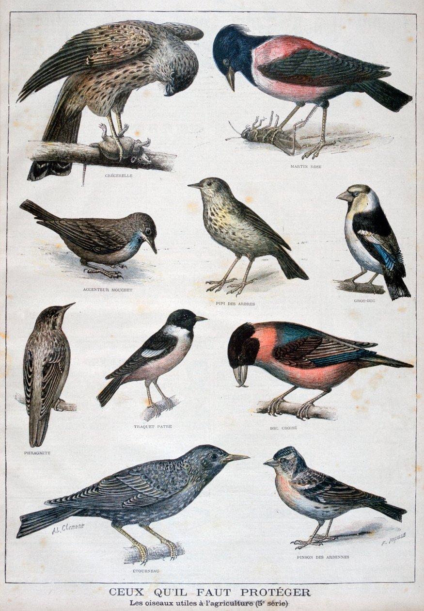 طيور محمية ومفيدة في الزراعة 1897 بواسطة Fortuné Méaulle
