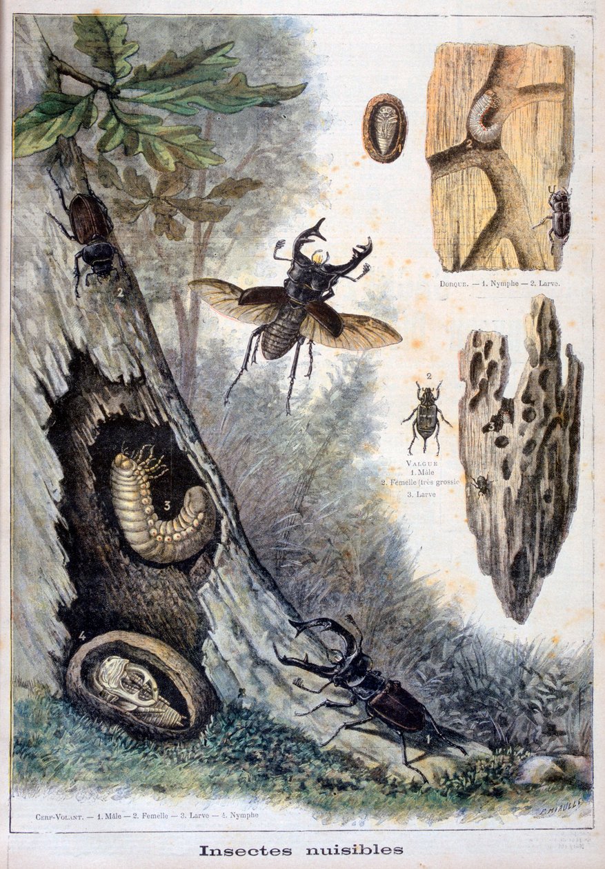 الحشرات الضارة ، 1897 بواسطة Fortuné Méaulle