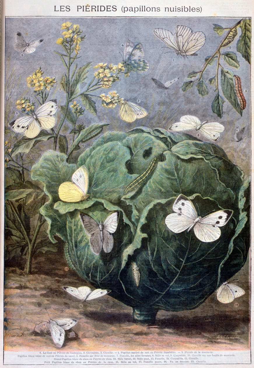 فراشات جيرية ، 1897 بواسطة Fortuné Méaulle