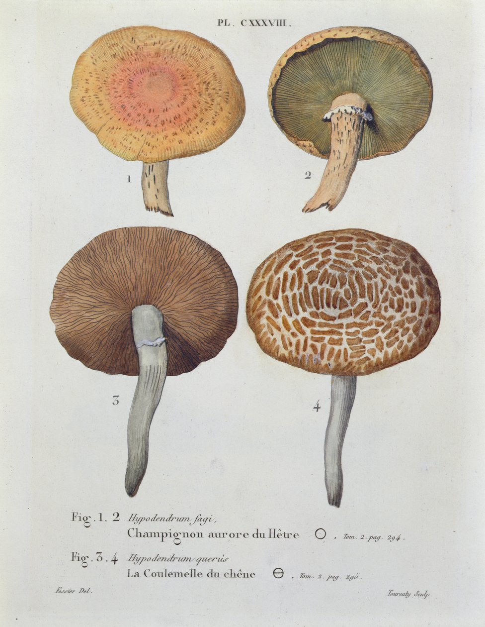 Hypodendrums fagi and queris ، اللوحة 138 من "Iconographie des Champignons de JJ Paulet" بواسطة JH Leveille ، محفورة بواسطة Tourcaty ، 1855 بواسطة فوسيير