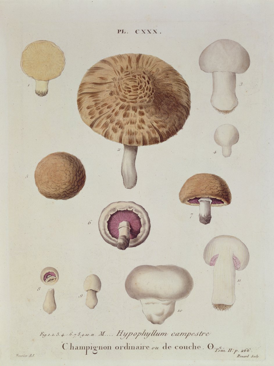 Hypophyllum campestre أو الفطر الميداني ، اللوحة 130 من "Iconographie des Champignons de JJ Paulet" بواسطة JH Leveille ، محفورة بواسطة Renard ، 1855 بواسطة فوسيير