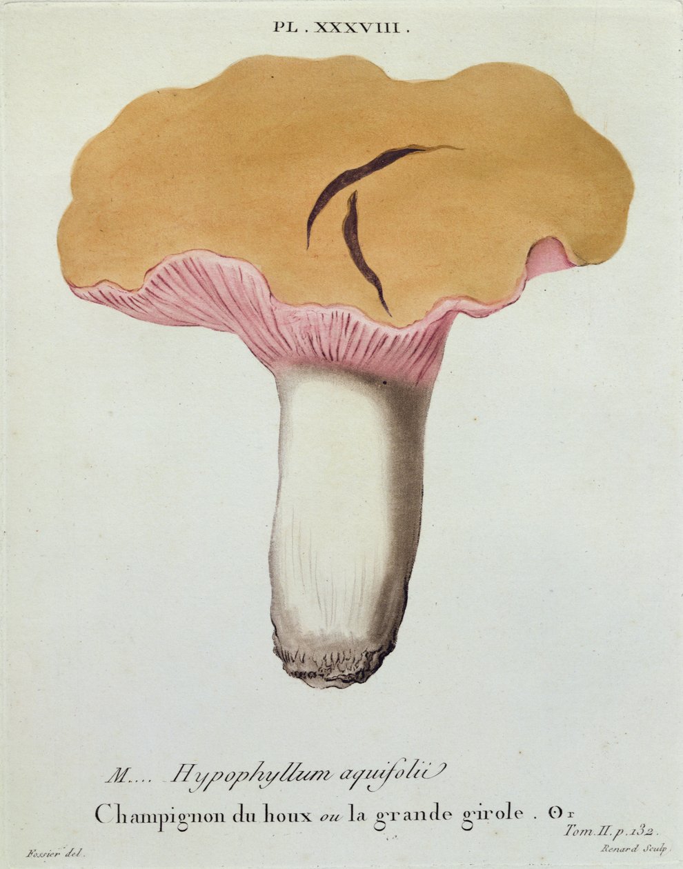 Hyprophyllum aquifolii ، اللوحة 38 من "Iconographie des Champignons de JJ Paulet" بواسطة JH Leveille ، محفورة بواسطة Renard ، 1855 بواسطة فوسيير