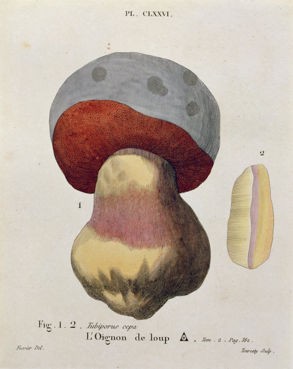 Tubiporus cepa ، لوحة 176 من "Iconographie des Champignons de JJ Paulet" بقلم جيه إتش ليفيلي ، نقشها توركاتي ، 1855 بواسطة فوسيير