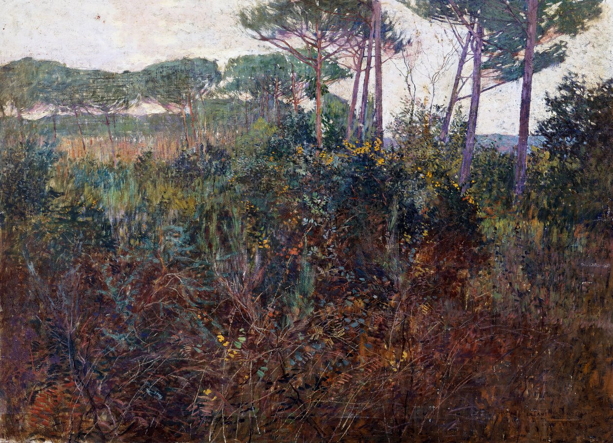 Pinewoods in Torre del Lago بواسطة فرانشيسكو فانيلي