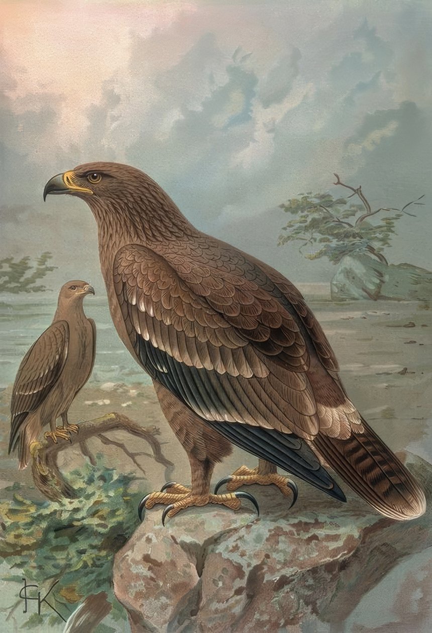 النقش-النسر من الإناث الفيروسية- AQUILA NIPALENSIS بواسطة فرانسيا
