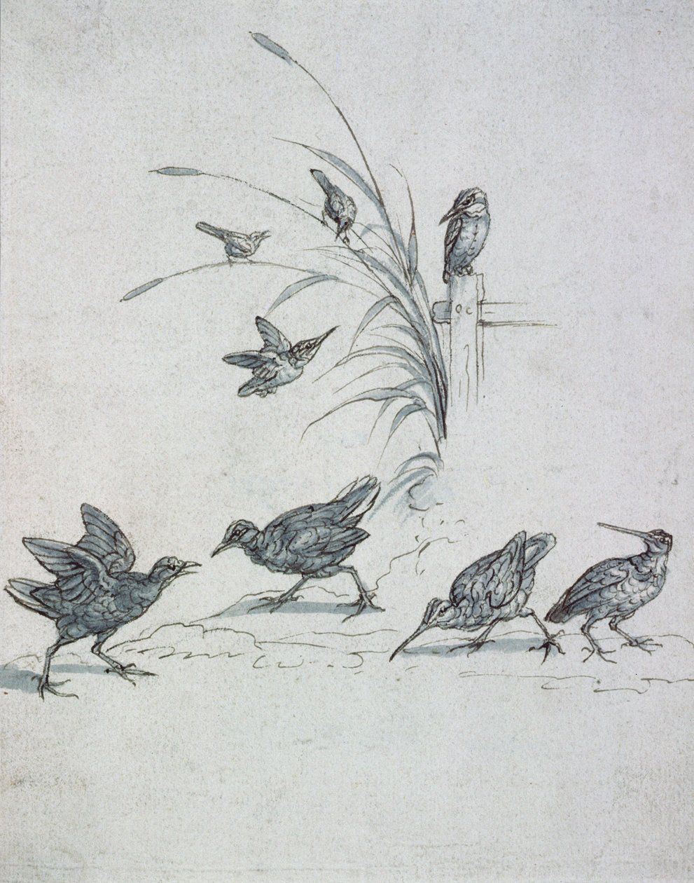 Kingfishers ، Curlew والطيور الأخرى ، القرن السابع عشر (رسم) بواسطة فرانسيس بارلو