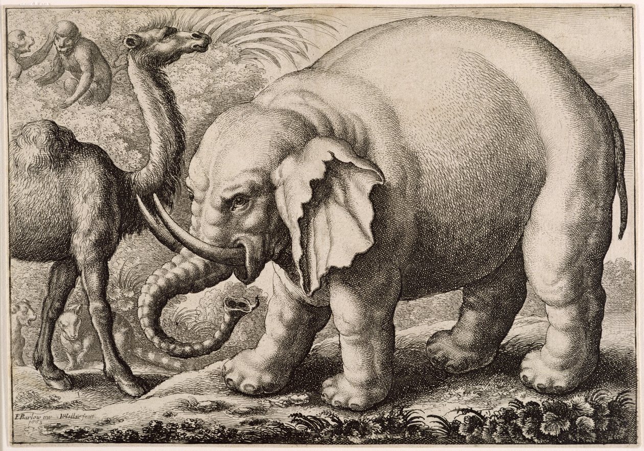 فيل وجمل ، منقوش بواسطة Wenceslaus Hollar (1607-77) 1663 بواسطة فرانسيس بارلو