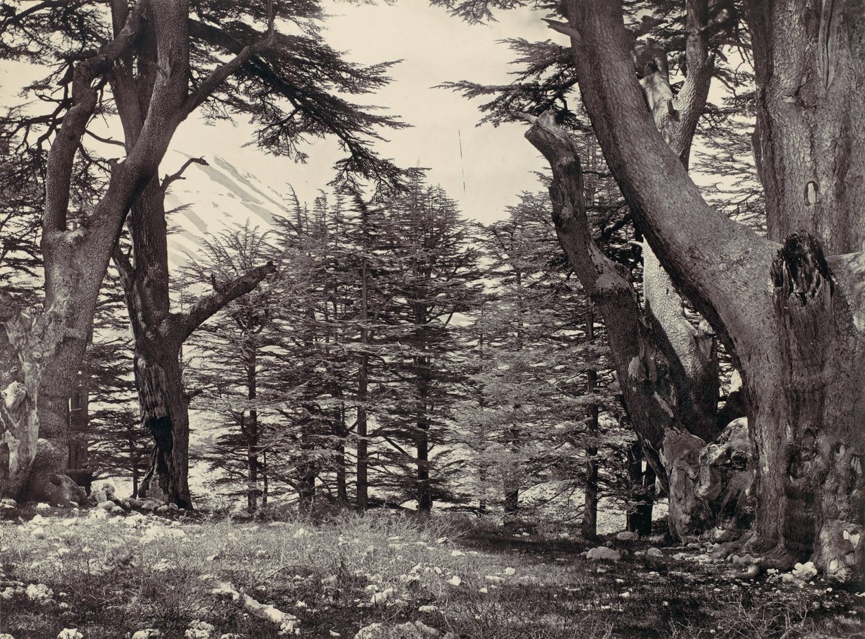 أرز لبنان ، كاليفورنيا. 1857. بواسطة فرانسيس فريث