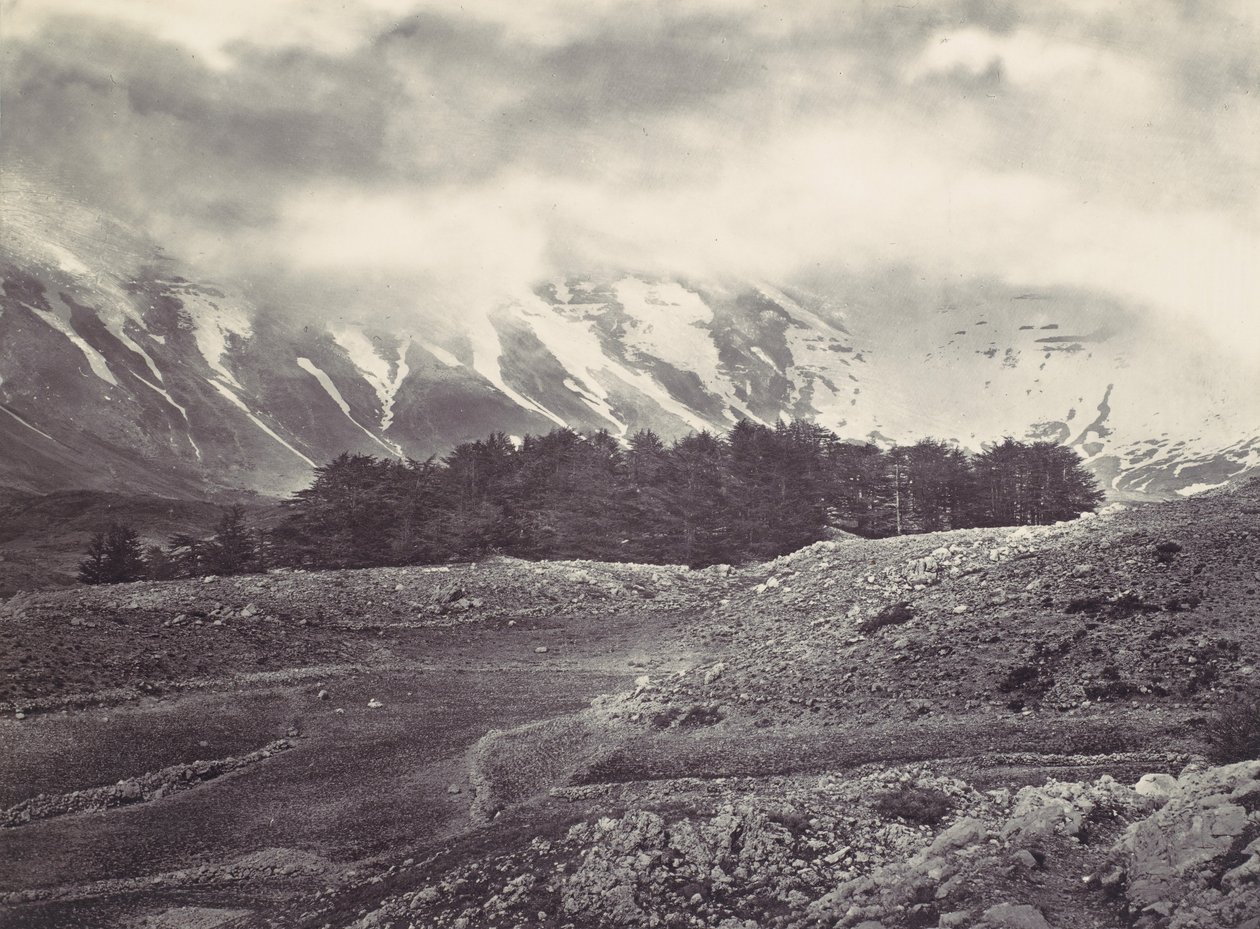 منظر من بعيد لأرز لبنان ، كاليفورنيا. 1857. بواسطة فرانسيس فريث