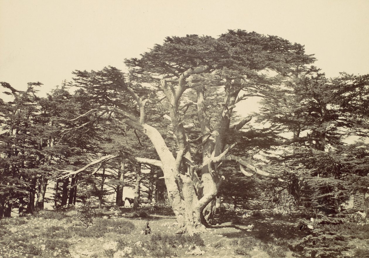 أكبر أرز جبل لبنان 1857. بواسطة فرانسيس فريث