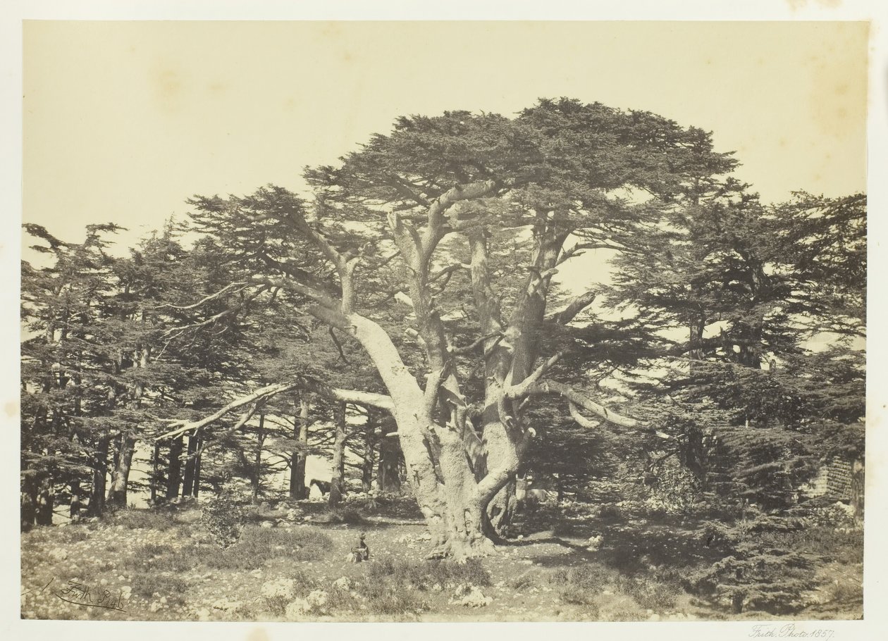 أكبر شجر الأرز ، جبل لبنان ، 1857. بواسطة فرانسيس فريث
