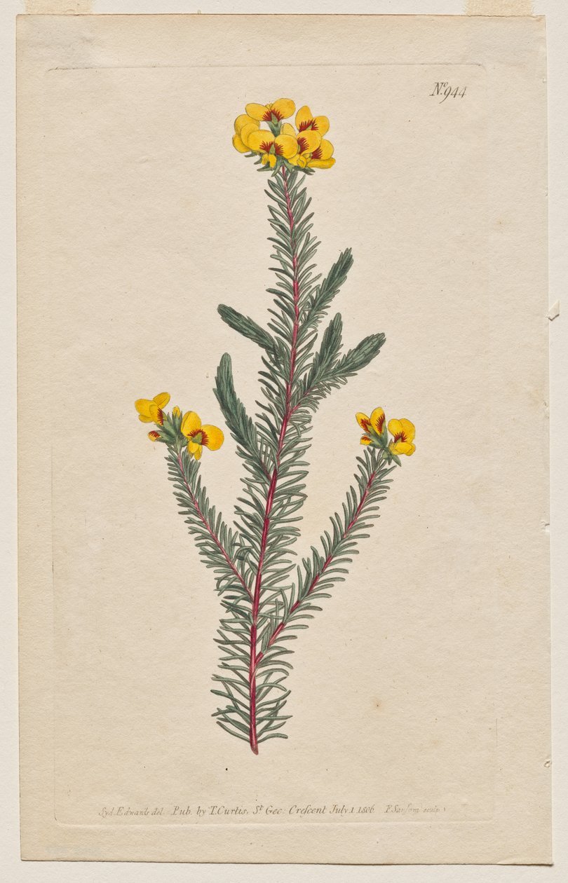 المجلة النباتية أو حديقة الزهور المعروضة: لوحة 944 ، Dillwynia glaberrima. Dillwynnia على نحو سلس. [Dillwynia ericifolia gaberrima] بواسطة فرانسيس سانسوم