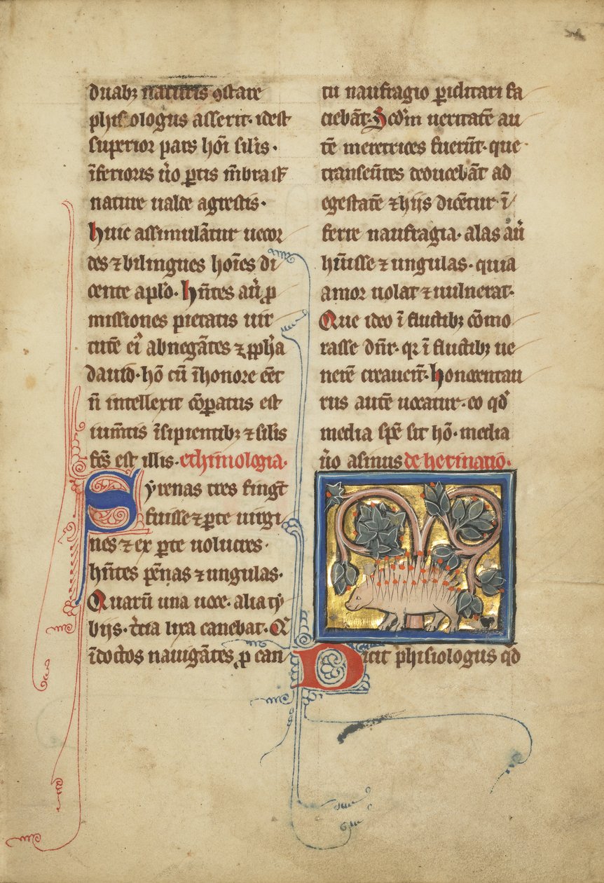 A Hedgehog from a bestiary Ms Ludwig XV 4، فول. 82 ، 1280-1300 (تمبرا وقلم وحبر وأوراق ذهبية وطلاء على رق) بواسطة مدرسة فرانكو الفلمنكية