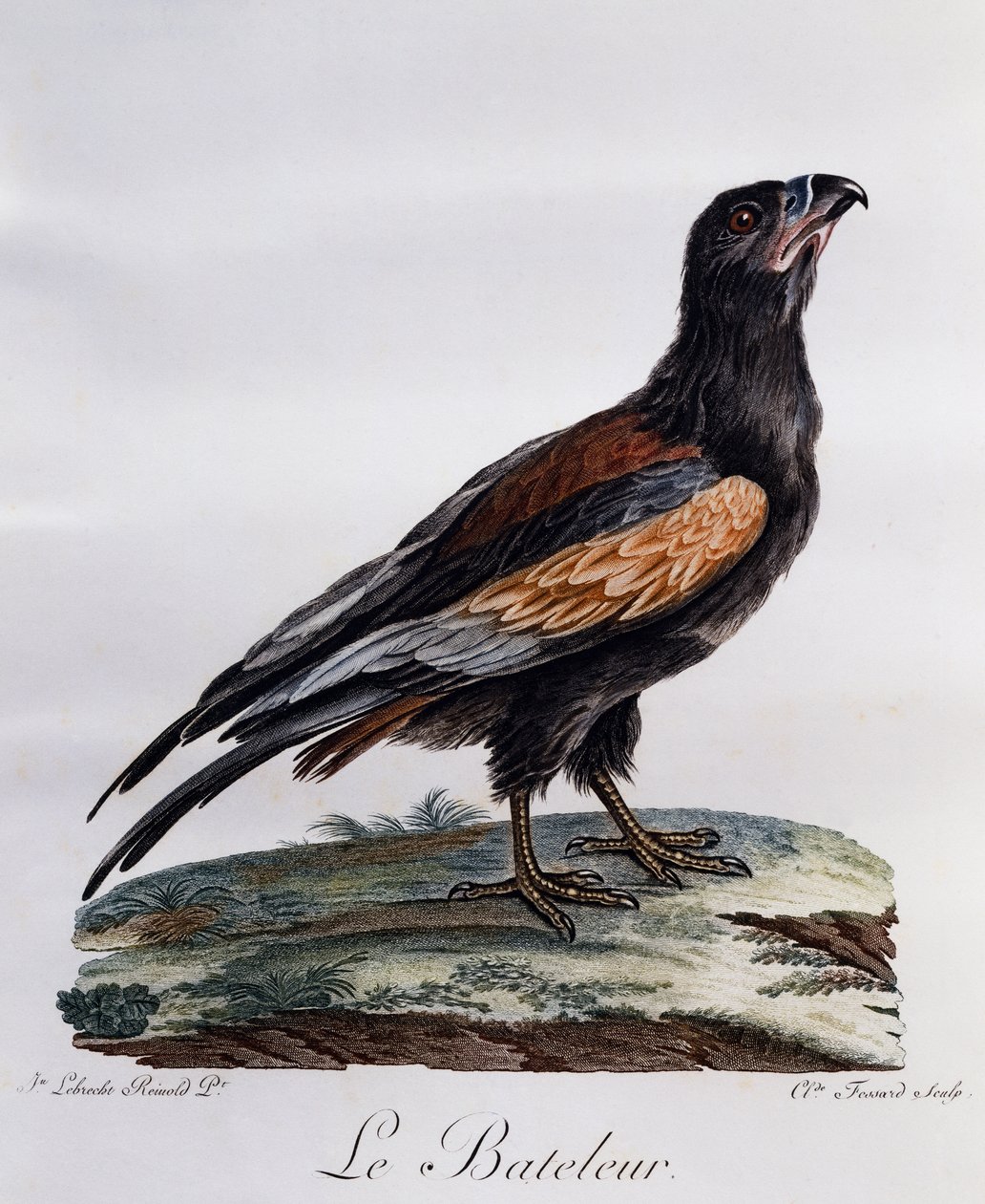 Adult Bateleur (Terathopius ecaudatus), engraving from Histoire Naturelle des Oiseaux d