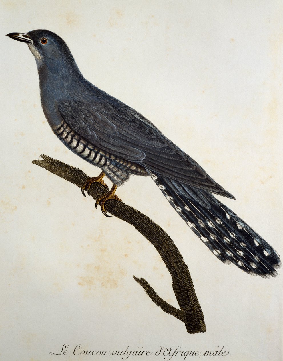 African Cuckoo (Cuculus gularis), engraving from Histoire Naturelle des Oiseaux d