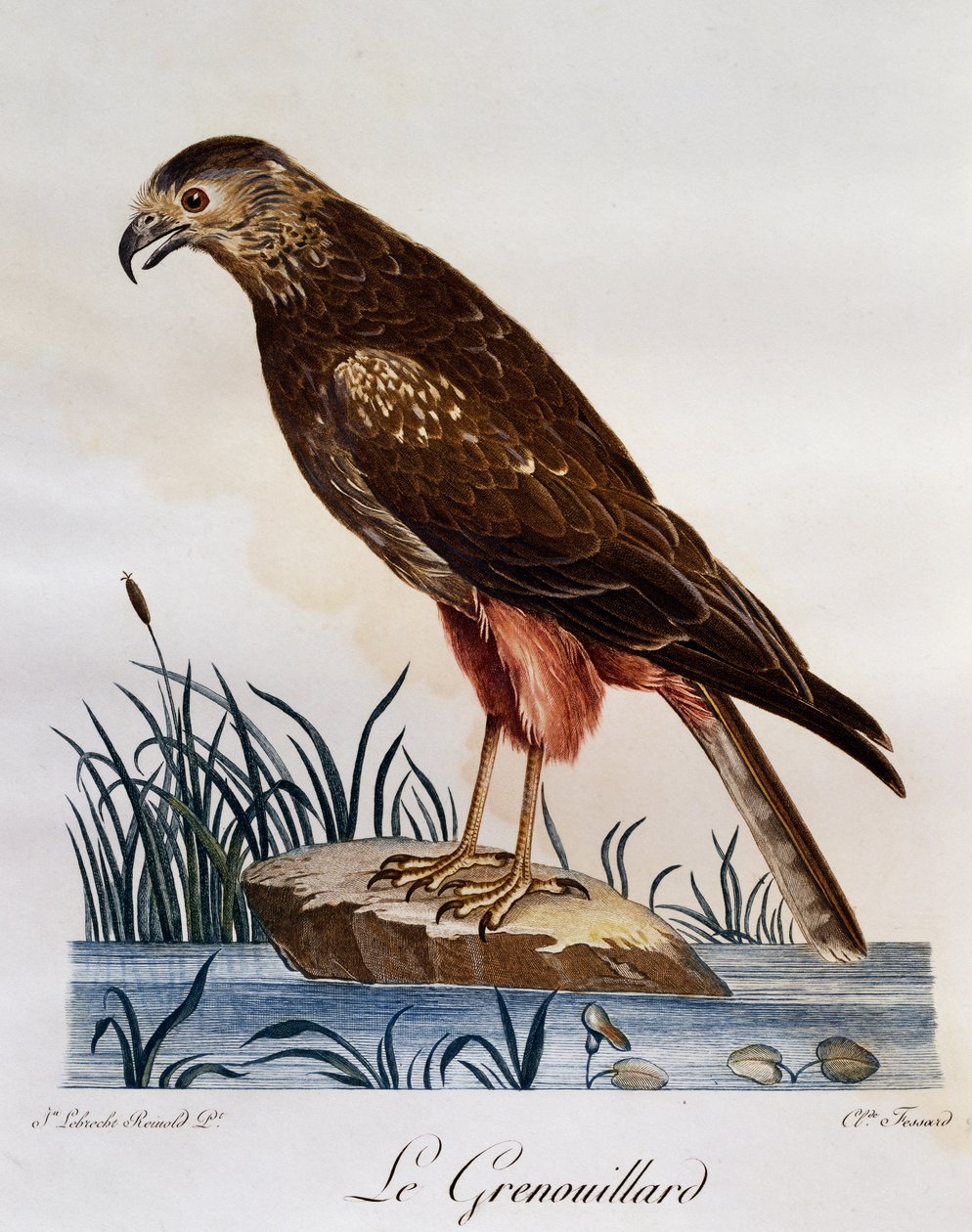 African Marsh Harrier (Circus ranivorus), engraving from Histoire Naturelle des Oiseaux d