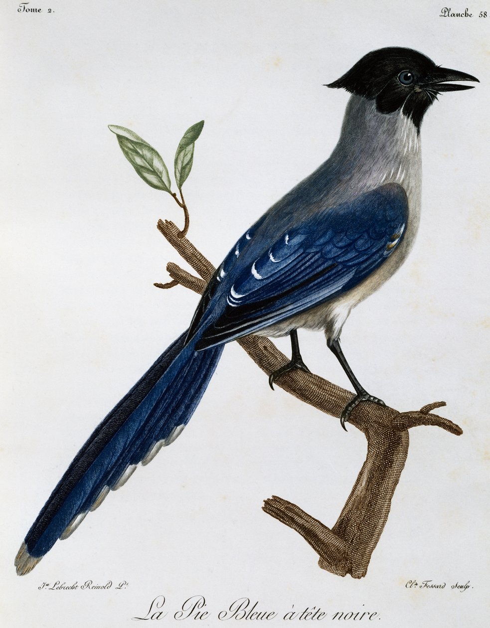 Azure-winged Magpie (Cyanopica cyanus), engraving from Histoire Naturelle des Oiseaux d