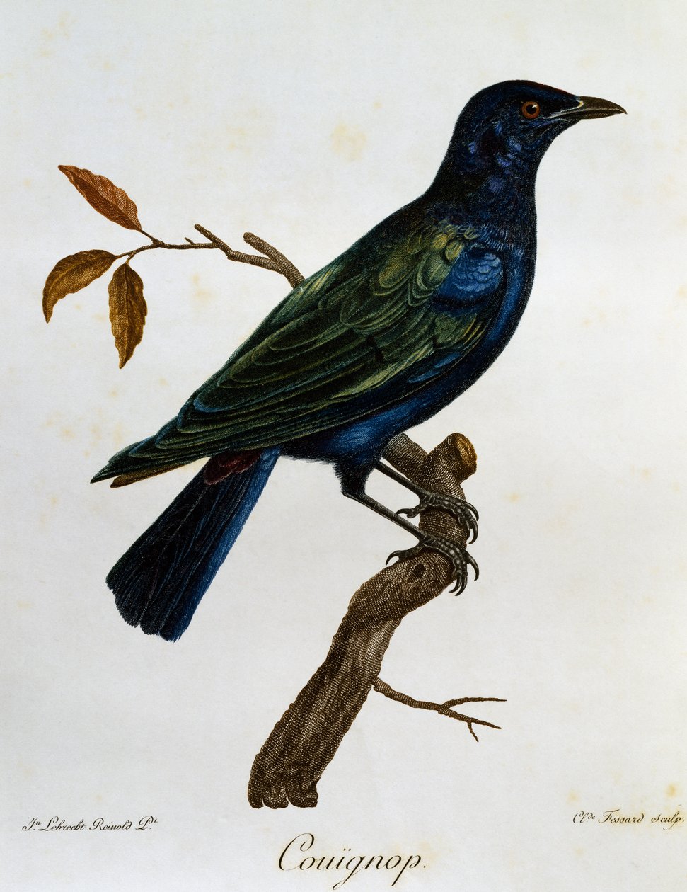 زرزور لامع أسود البطن (Lamprotornis corruscus) ، نقش من Histoire Naturelle des Oiseaux d