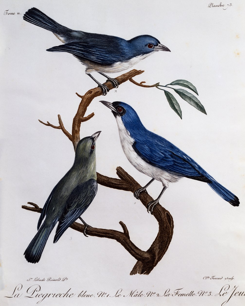 Blue Vanga (Cyanolanius madagascarinus), engraving from Histoire Naturelle des Oiseaux d