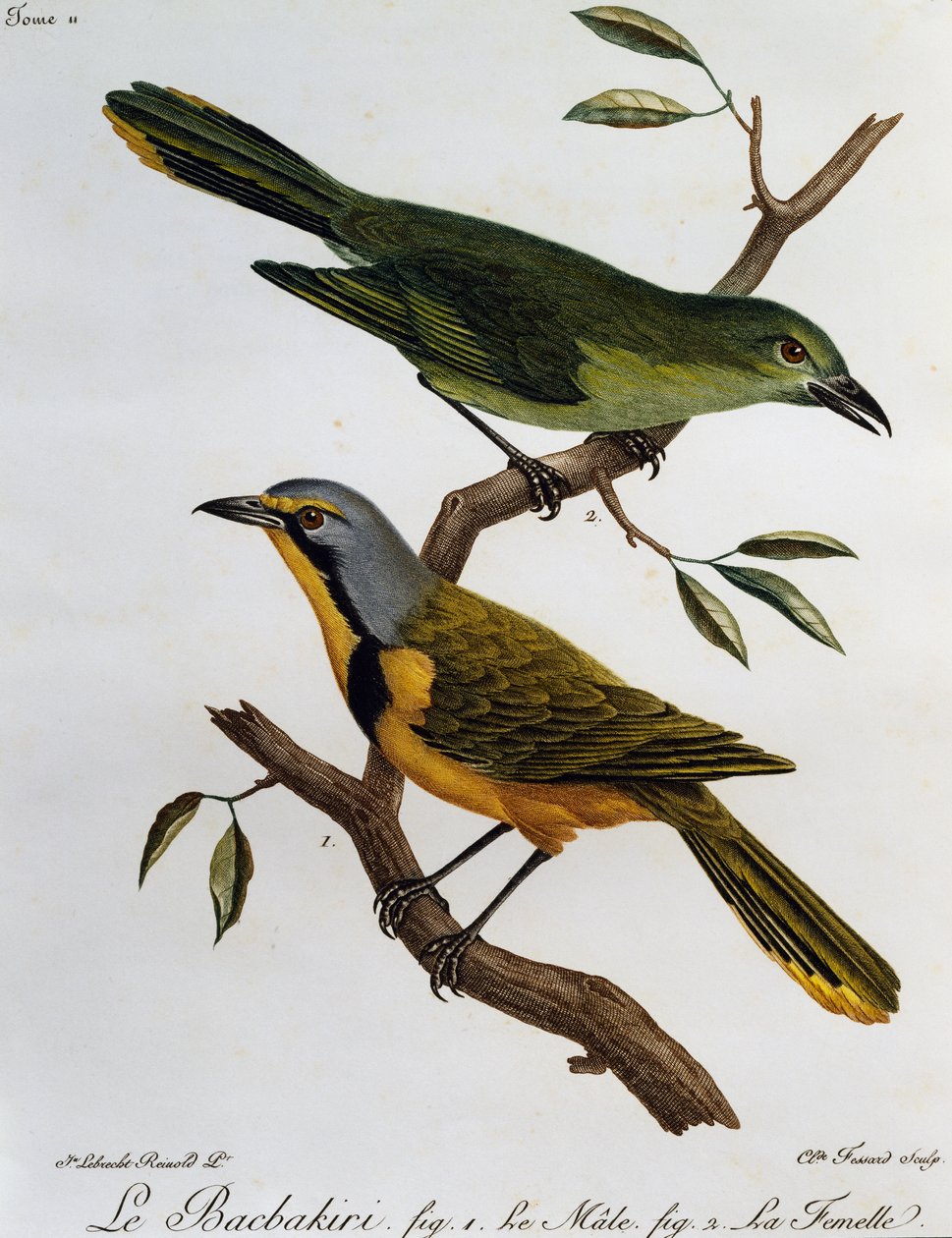Bokmakierie Bushshrike (Telophorus zeylonus), engraving from Histoire Naturelle des Oiseaux d