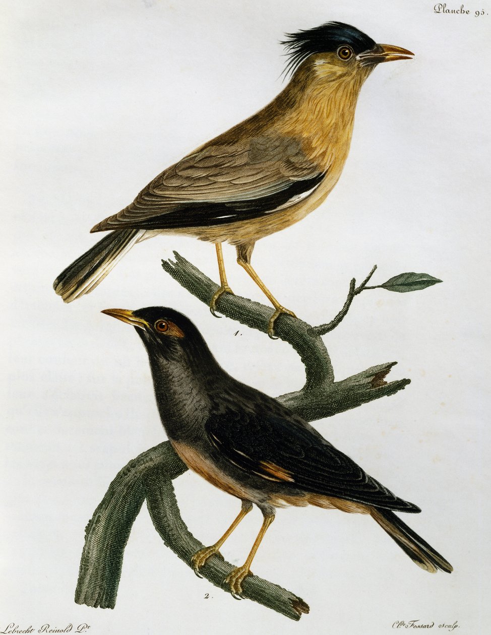 Brahminy Starling (Sturnus pagodarum) and, below, Bank Myna (Acridotheres ginginianus), engraving from Histoire Naturelle des Oiseaux d