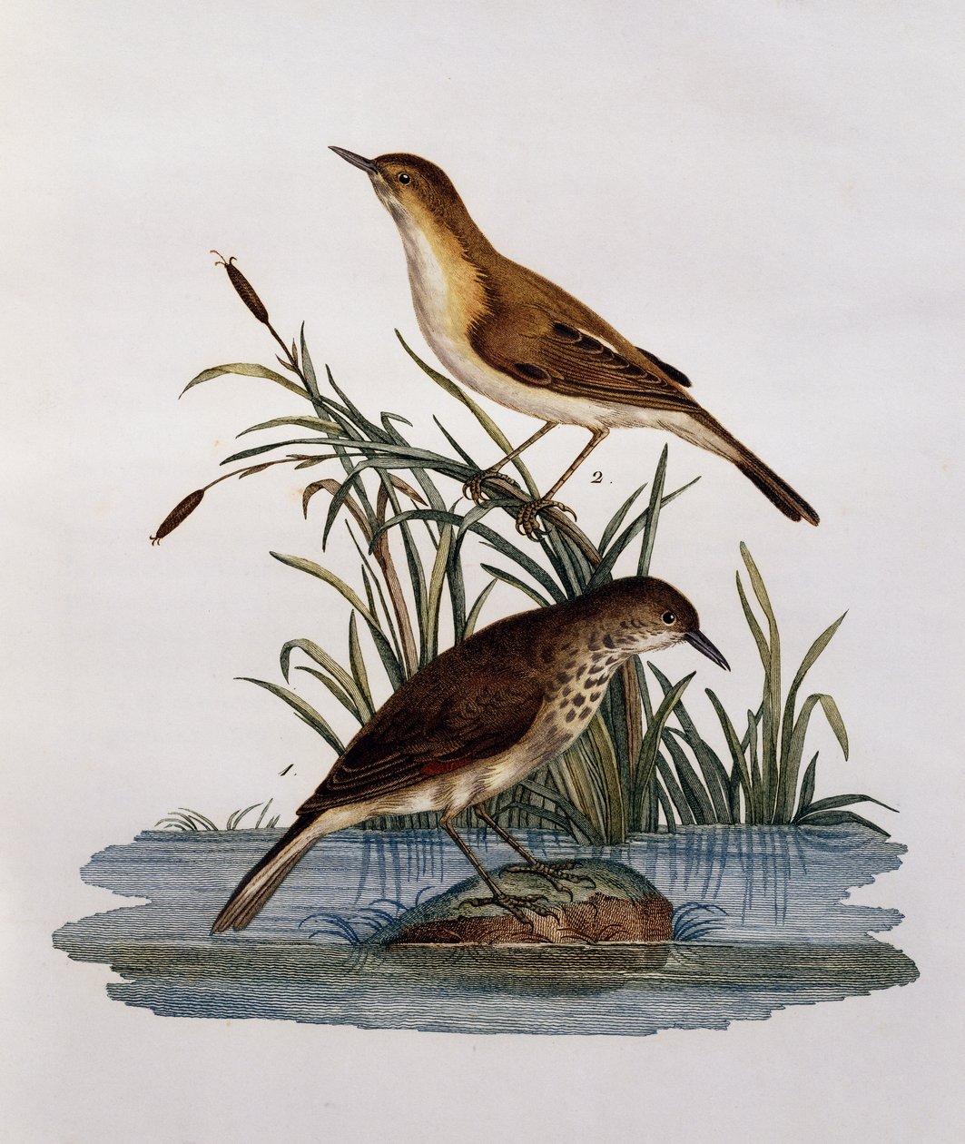Cagueteuse et Lisabelle, engraving from Histoire Naturelle des Oiseaux d