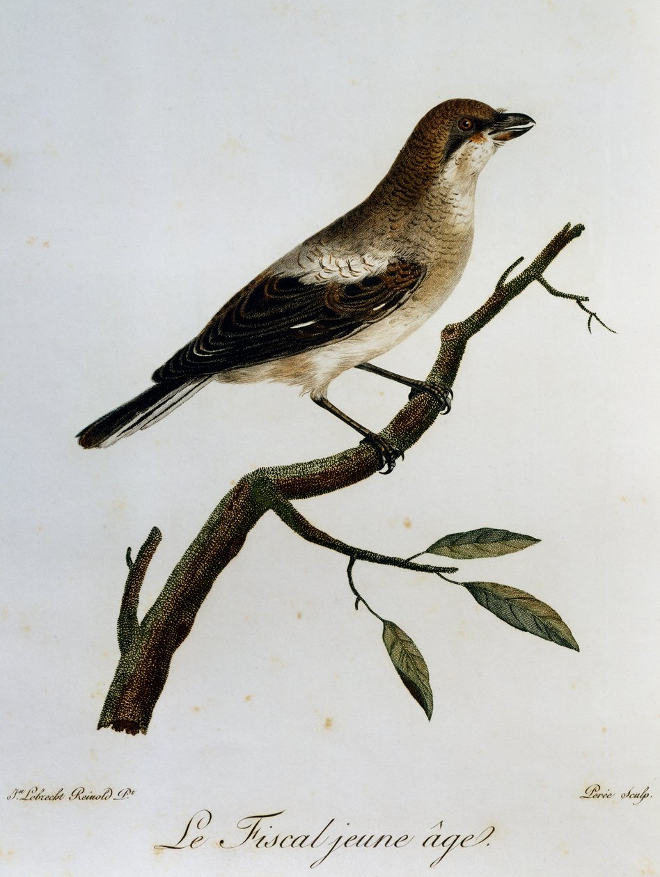 Common Fiscal (Lanius collaris), engraving from Histoire Naturelle des Oiseaux d