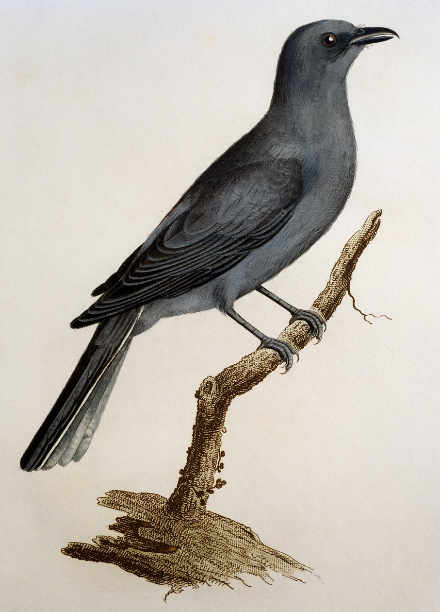 Grey Cuckooshrike (Coracina caesia), engraving from Histoire Naturelle des Oiseaux d