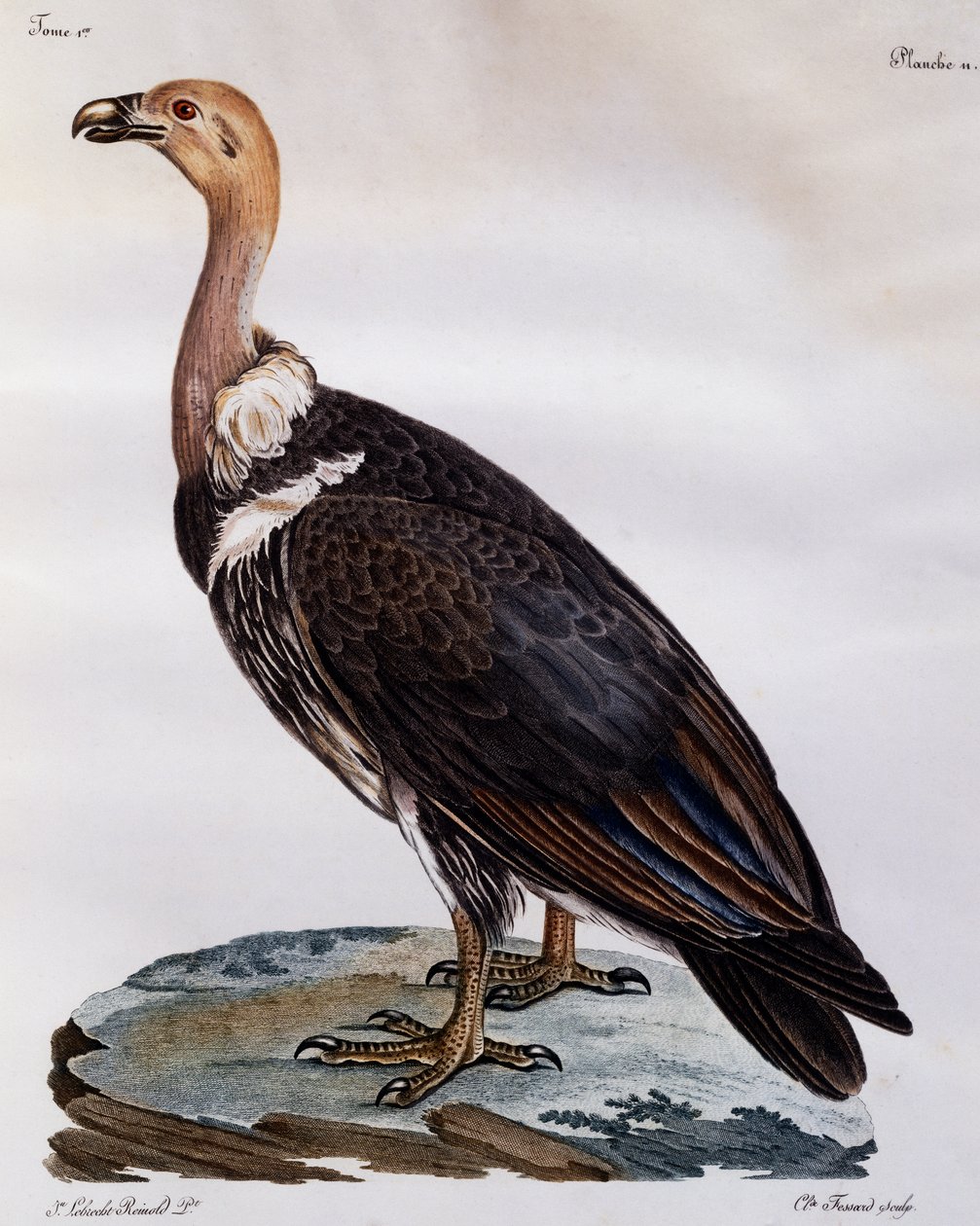 Immature Cape Griffon (Gyps coprotheres), engraving from Histoire Naturelle des Oiseaux d