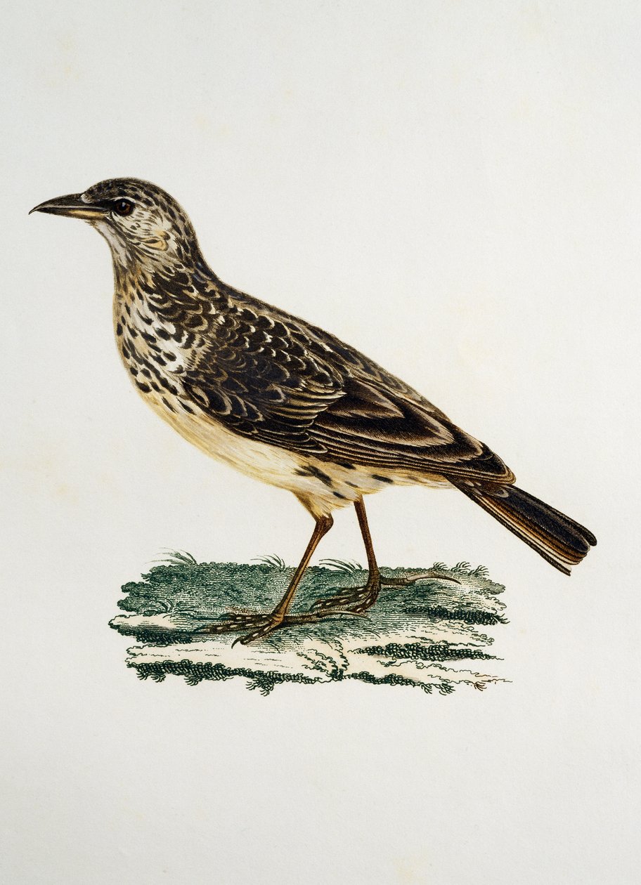 Large-billed Lark (Galerida magnirostris), engraving from Histoire Naturelle des Oiseaux d