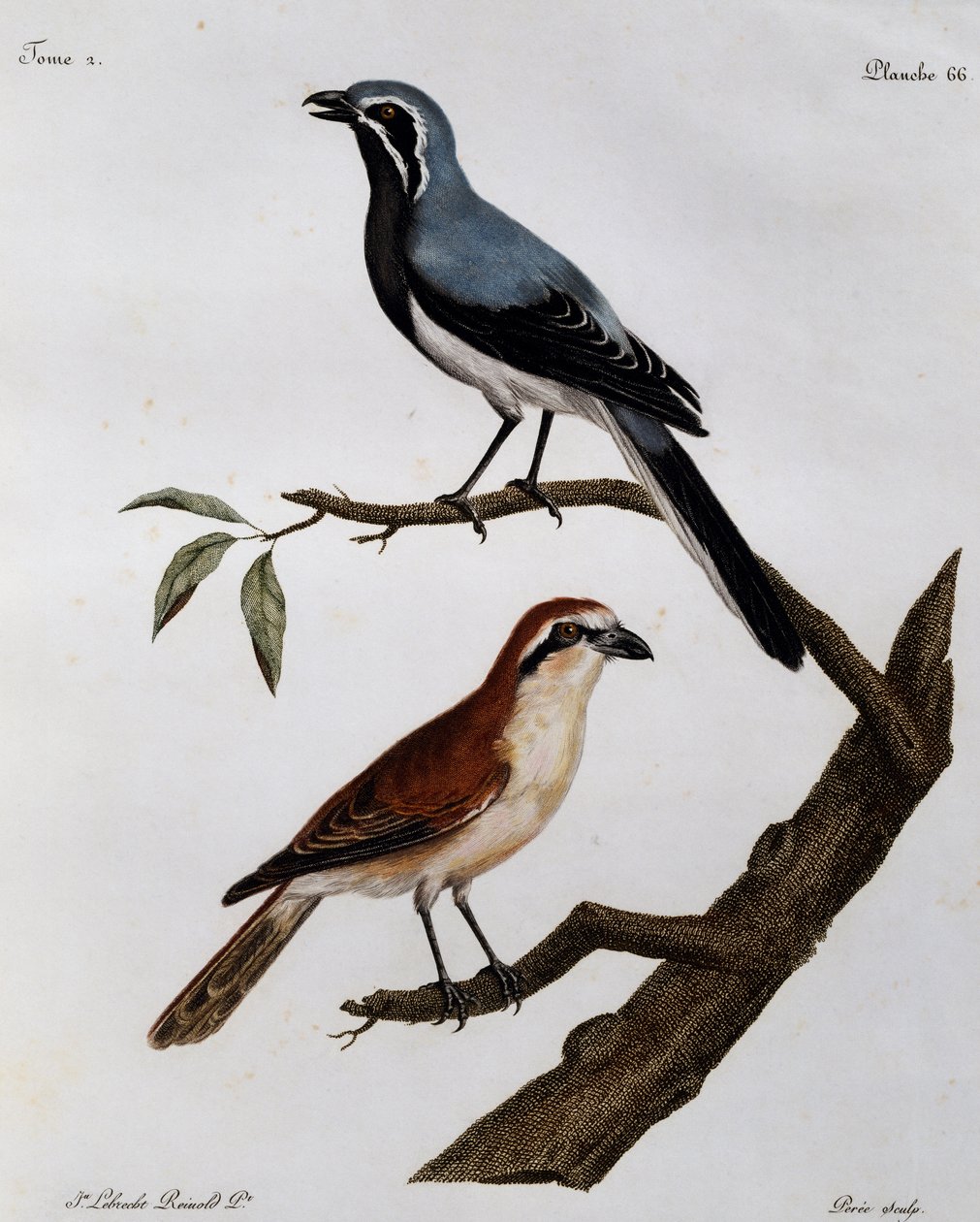 Le Pendeur et le Rousseau ، نقش من Histoire Naturelle des Oiseaux d