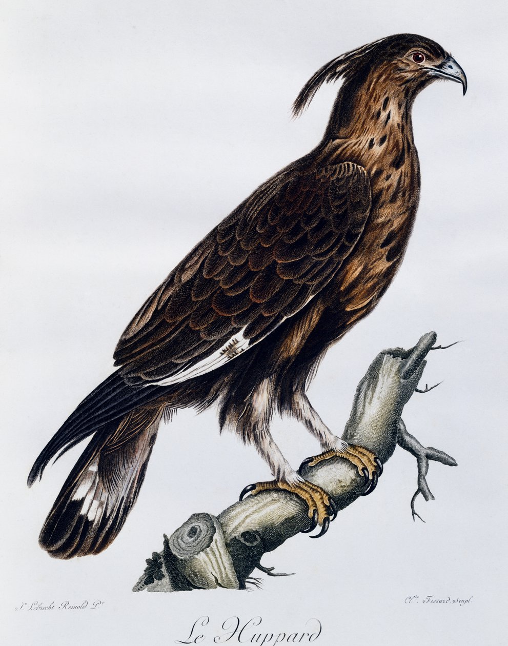 نسر طويل القمة (Lophaetus occipitalis) ، نقش من التاريخ الطبيعي للطيور في إفريقيا بواسطة فرانسوا لو فيلانت