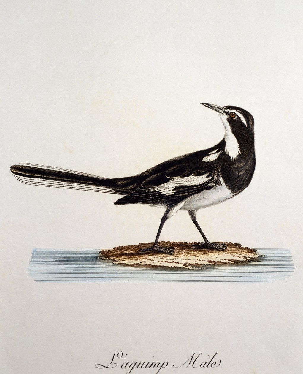 Male African Pied Wagtail (Motacilla aguimp), engraving from Histoire Naturelle des Oiseaux d