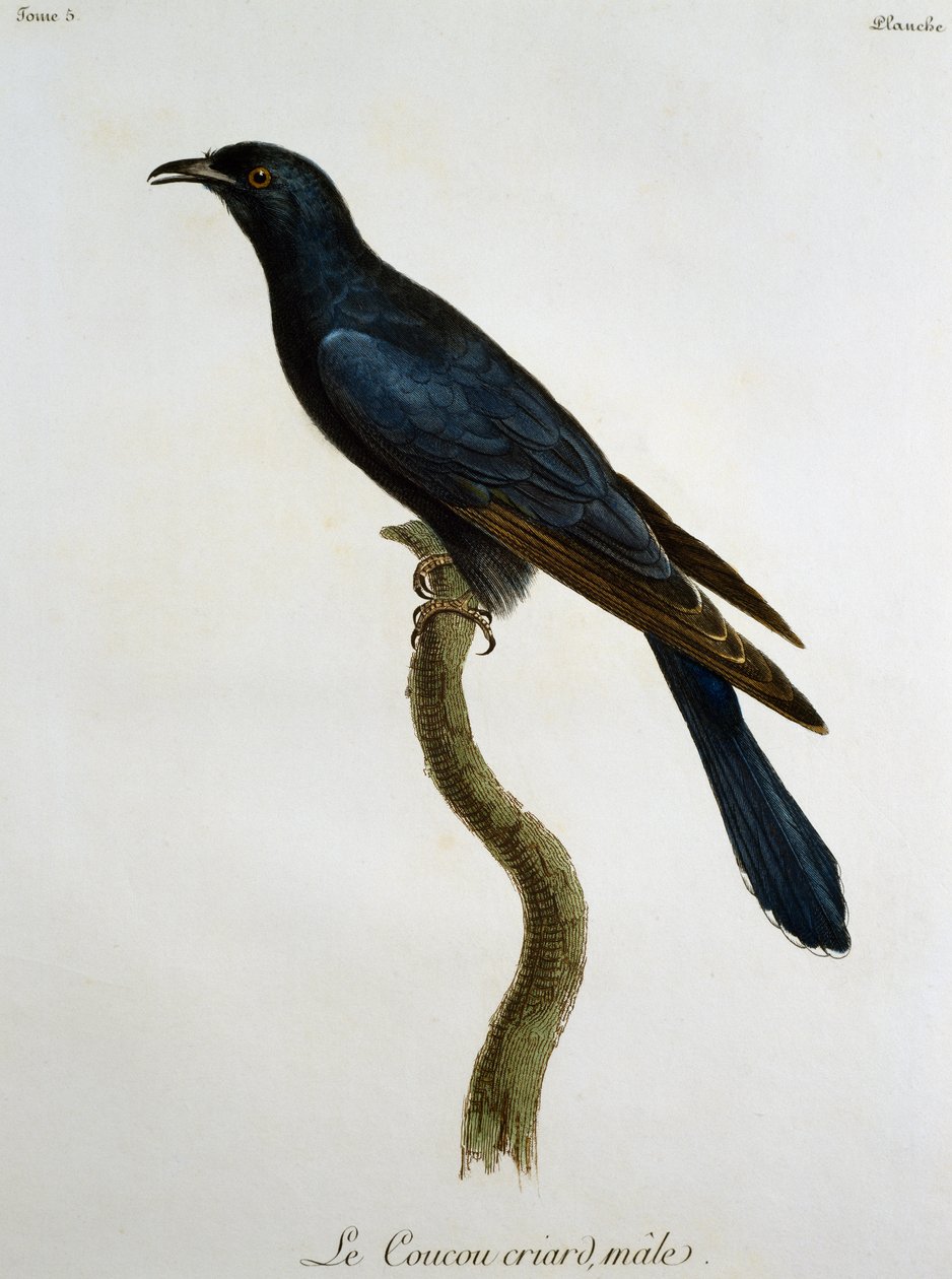 Male Black Cuckoo (Cuculus clamosus), engraving from Histoire Naturelle des Oiseaux d