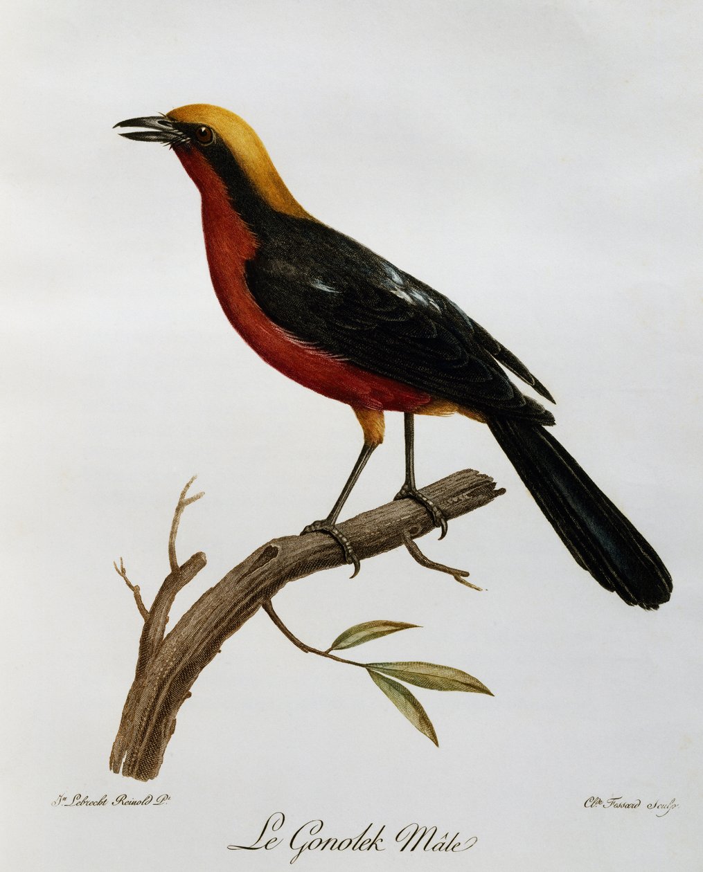 Male Common Gonolek (Laniarius barbarus), engraving from Histoire Naturelle des Oiseaux d