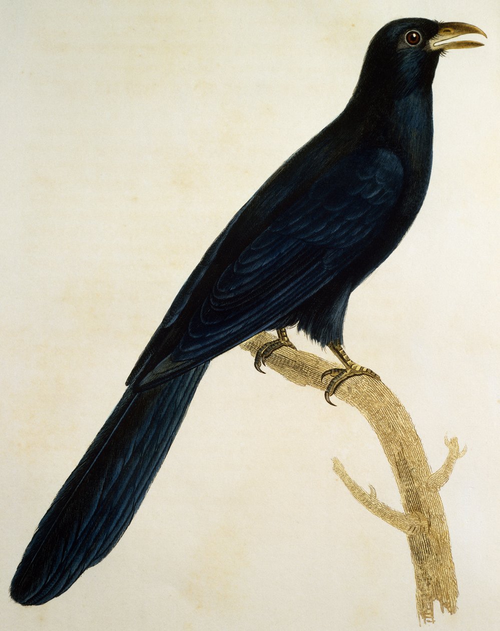 Male Coucou a gros bec, engraving from Histoire Naturelle des Oiseaux d