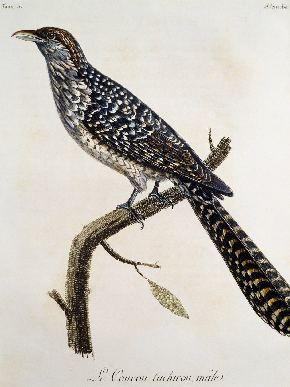 Male Coucou tachirou, engraving from Histoire Naturelle des Oiseaux d